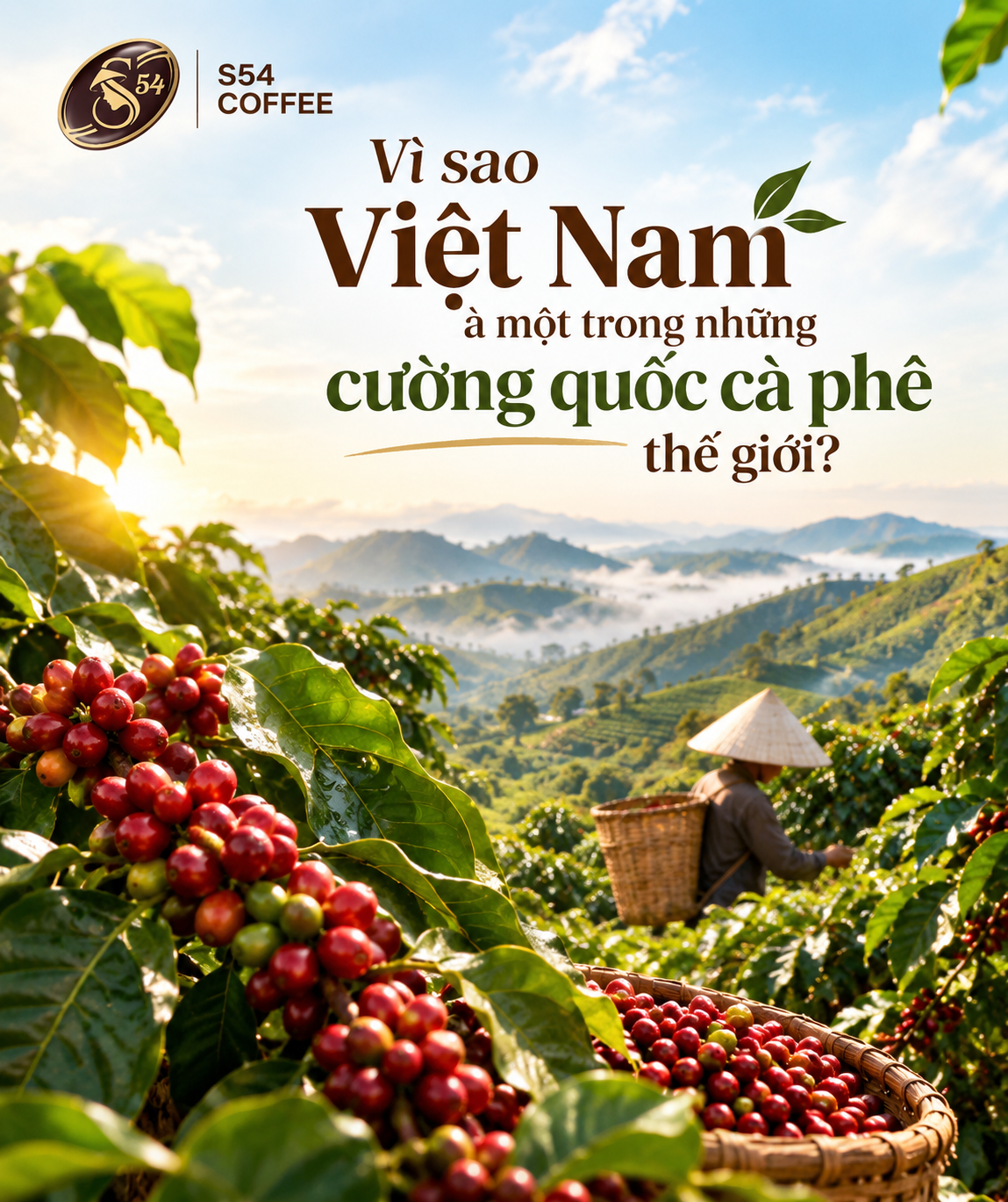 Vì Sao Việt Nam Là Cường Quốc Cà Phê Thế Giới?